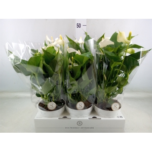 Anthurium andr. 'White Champion'