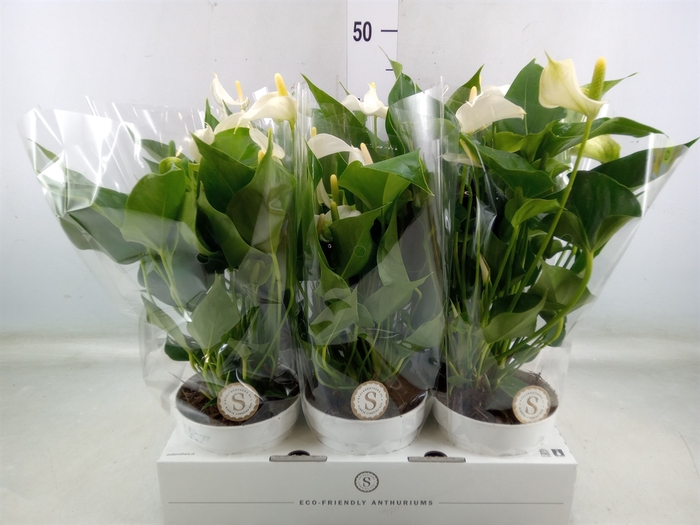 <h4>Anthurium andr. 'White Champion'</h4>