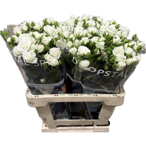 Rosa spray white lady