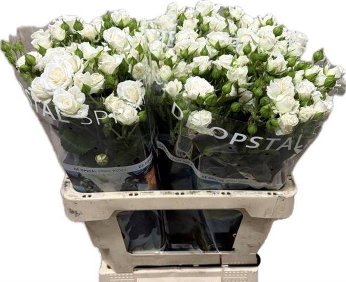 <h4>Rosa spray white lady</h4>