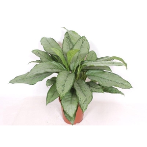 Aglaonema  'B.J. Freedman'