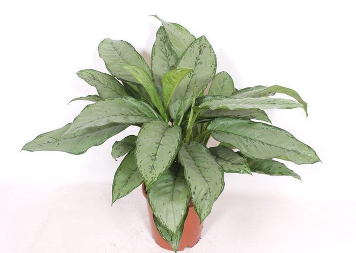 <h4>Aglaonema  'B.J. Freedman'</h4>