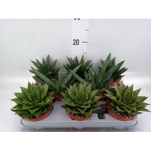 Aloe   ...mix