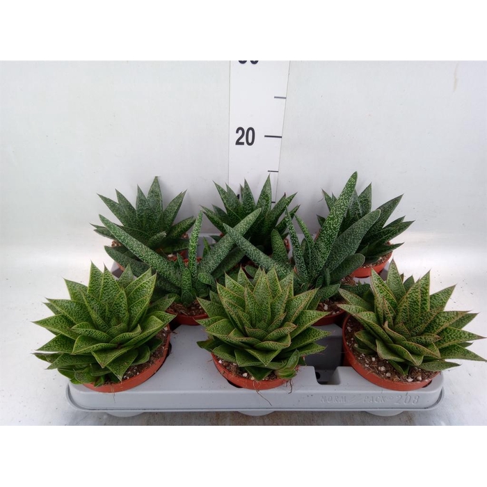 <h4>Aloe   ...mix</h4>