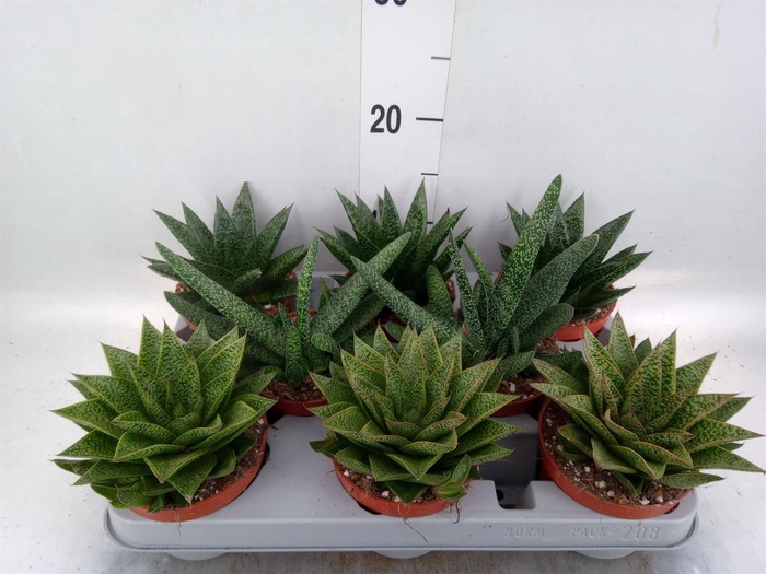 <h4>Aloe   ...mix</h4>