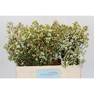 Chamelaucium Dawn Pearl