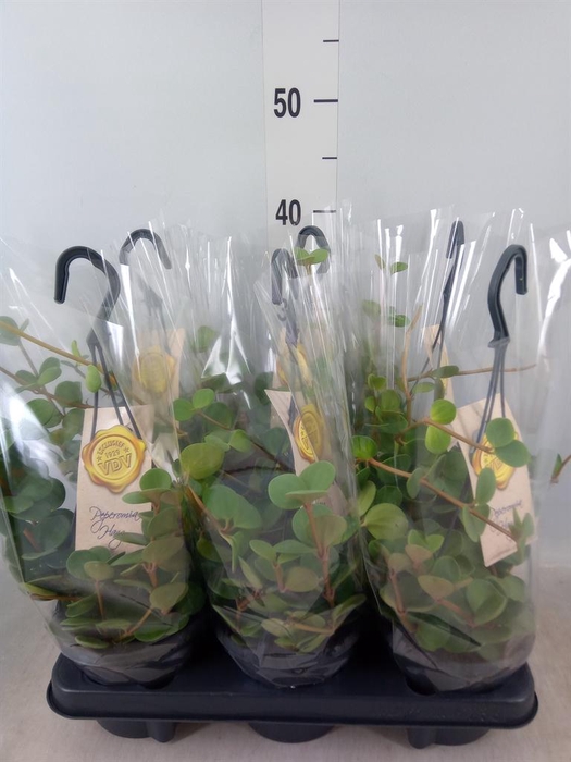 <h4>Peperomia tetraphylla 'Hope'</h4>