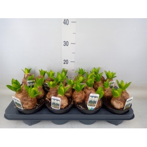 Hyacinthus orie. 'Pearl White'