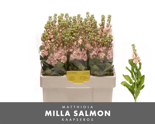 <h4>Matth Milla Salmon</h4>