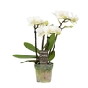 Phalaenopsis MF Sandra 7Ø 25cm 4st 18fl