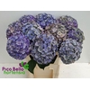 Hydrangea 'Royal Anastasia' 20cm