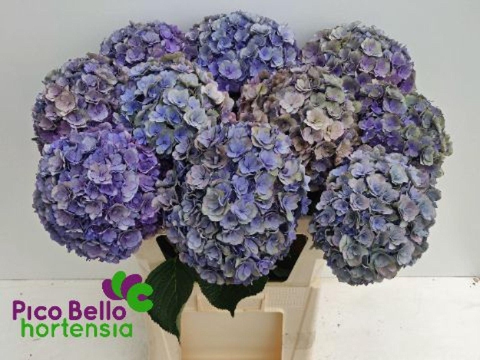 <h4>Hydrangea 'Royal Anastasia' 22cm</h4>