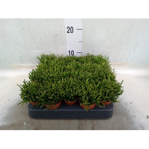 Rhipsalis   ...