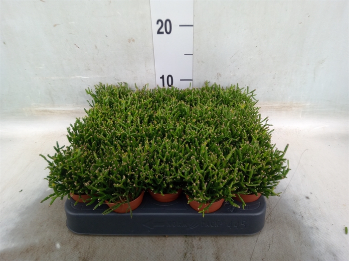 <h4>Rhipsalis   ...</h4>