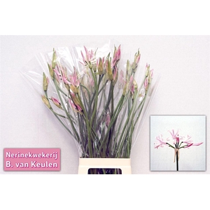 Nerine Bo Vesta K