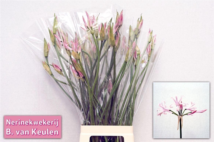 <h4>Nerine Bo Vesta K</h4>