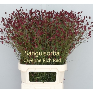 SANG OF CAYENN D RED