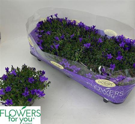 <h4>Camp. X 10 2-2 Svoeb</h4>