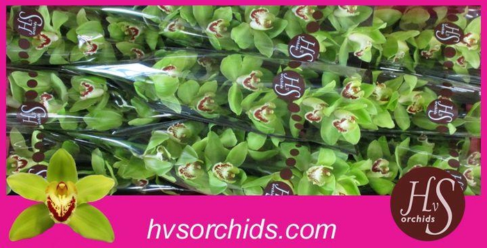 <h4>CYMB T NOAH 60 CM</h4>