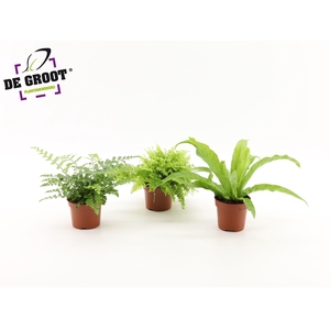 Nephrolepis Boston, Asplenium Parvati, Asplenium Antiquum