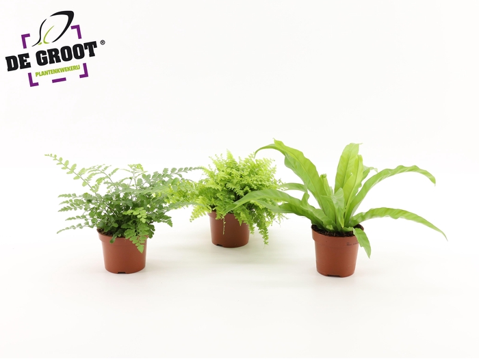 <h4>Nephrolepis Boston, Asplenium Parvati, Asplenium Antiquum</h4>