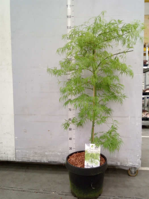 <h4>Acer palmatum 'Dissectum'</h4>