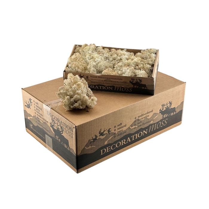 <h4>Ijslandsmos Misty White</h4>