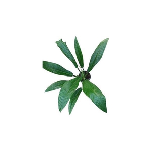 Philodendron Campii 21