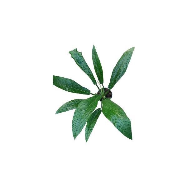 <h4>Philodendron Campii 21</h4>