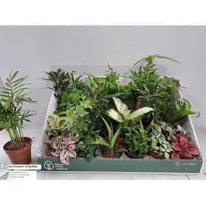 Plant mixed 8Ø 10cm