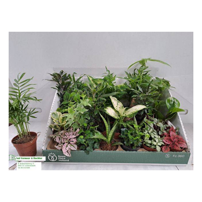 <h4>Plant mixed 8Ø 10cm</h4>
