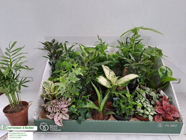 Plant mixed 8Ø 10cm