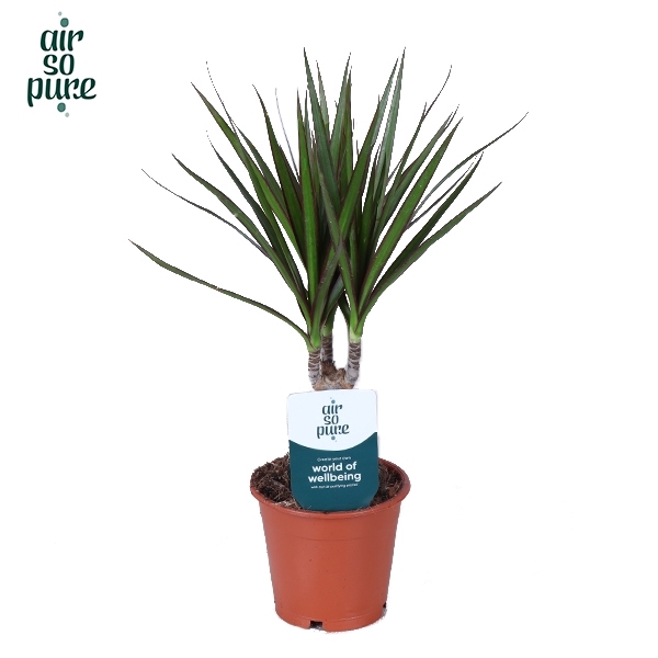 <h4>Dracaena Marginata p12 (Air So Pure)</h4>