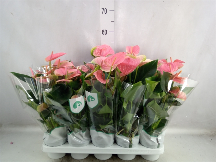 <h4>Anthurium andr. 'Sweet Dream'</h4>