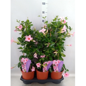 Mandevilla  'Sundavil Cream Pink'