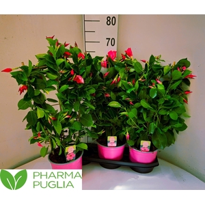 MANDE RIO PINK