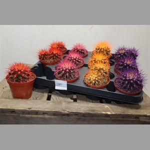 Echinoc Grusonii Rainbow Mix