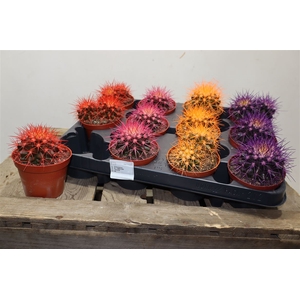 Echinoc Grusonii Rainbow Mix
