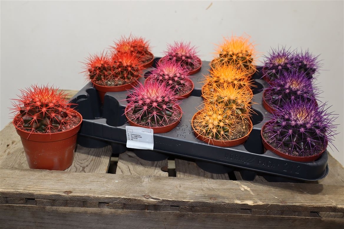 <h4>Echinoc Grusonii Rainbow Mix</h4>