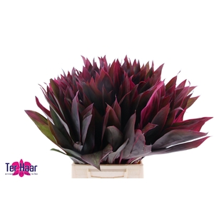 DECOGROEN GROOT BLAD