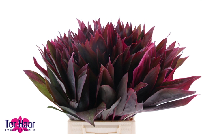 <h4>DECOGROEN GROOT BLAD</h4>