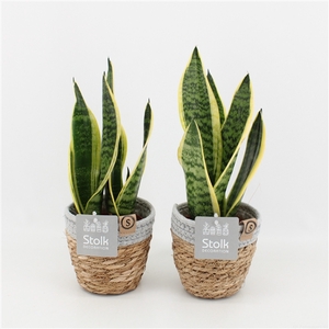 Sansevieria trifasciata Futura Superba in Basket