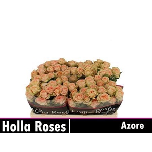 R Tr Azore