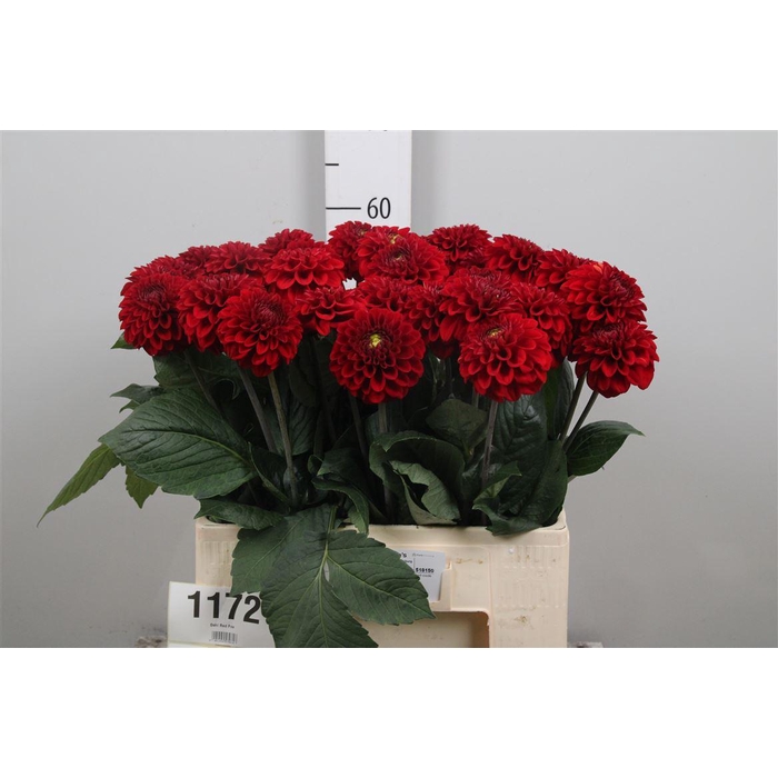 <h4>Dahl Red Fox</h4>