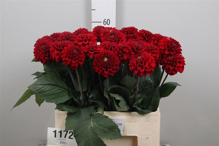 <h4>Dahl Red Fox</h4>