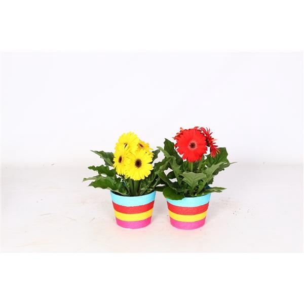 Gerbera gemengd