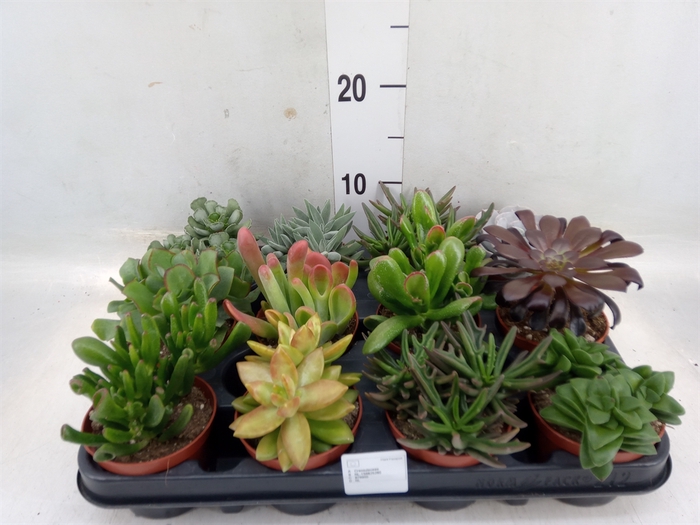 <h4>Succulents   ...</h4>