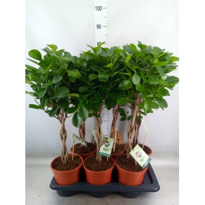 Ficus microcarpa 'Moclame'