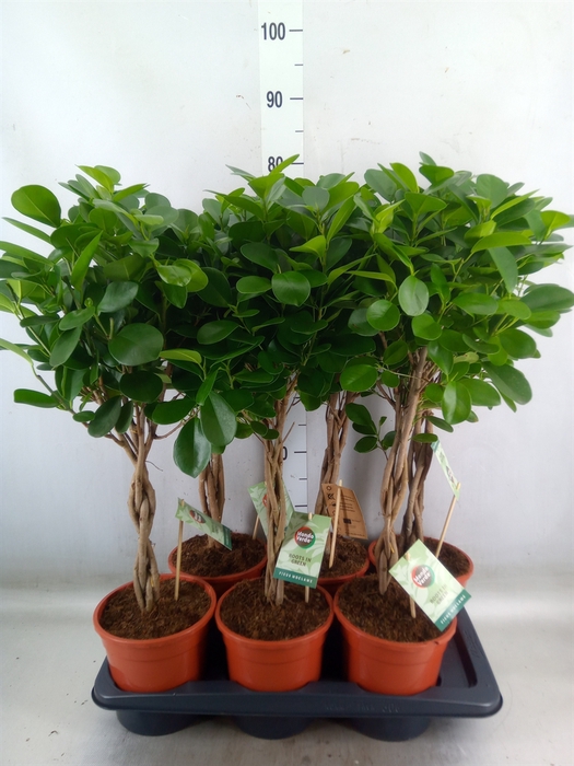 <h4>Ficus microcarpa 'Moclame'</h4>