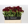 Paeonia Old Faithful